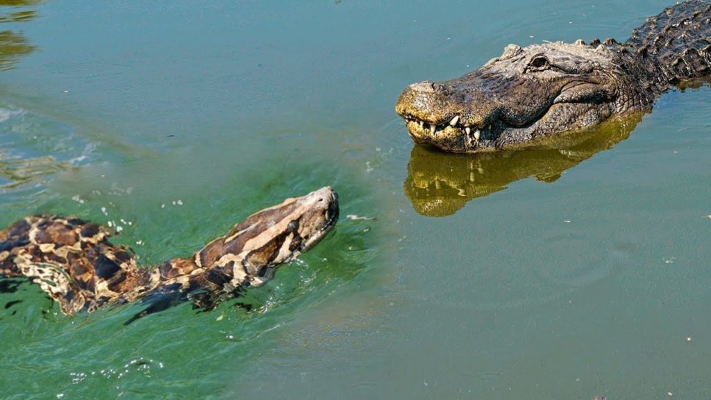 Alligator vs Python Incredible SNAKES and Reptiles