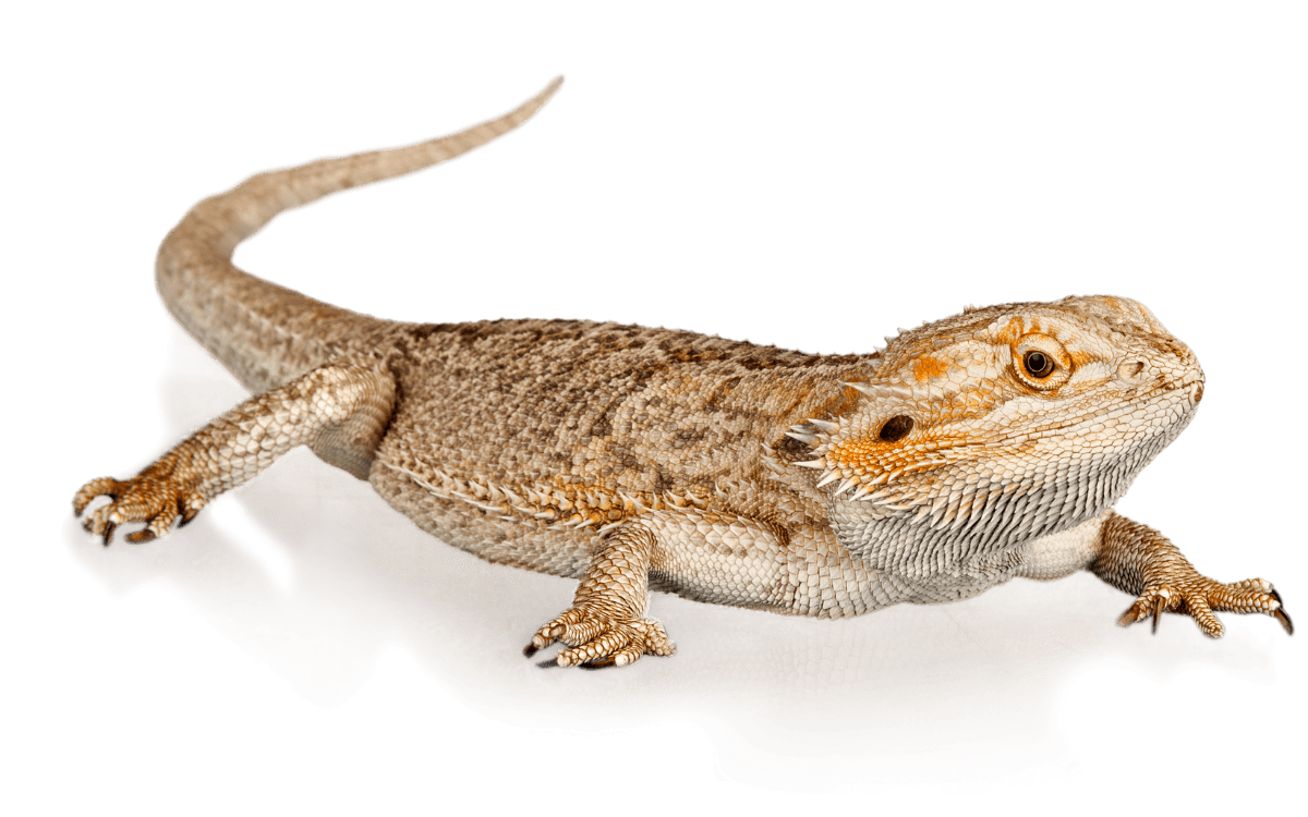 Bearded Dragon vs. Iguana (FULL Guide!) Reptile Maniac