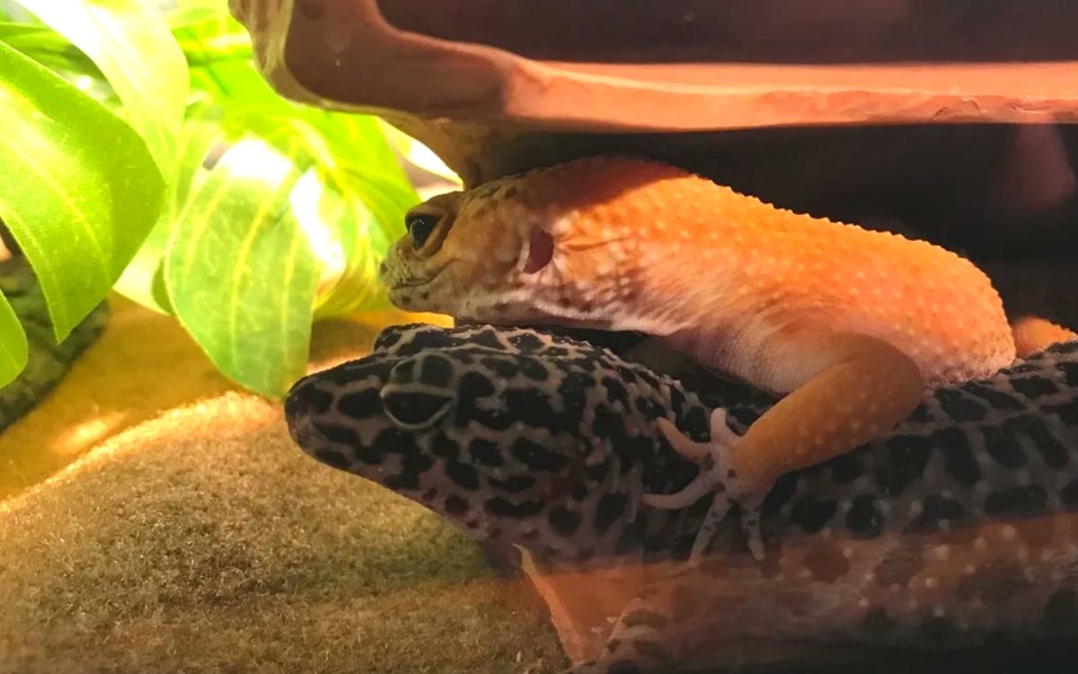 Can Two Female Leopard Geckos Be Kept Together? Reptile Maniac