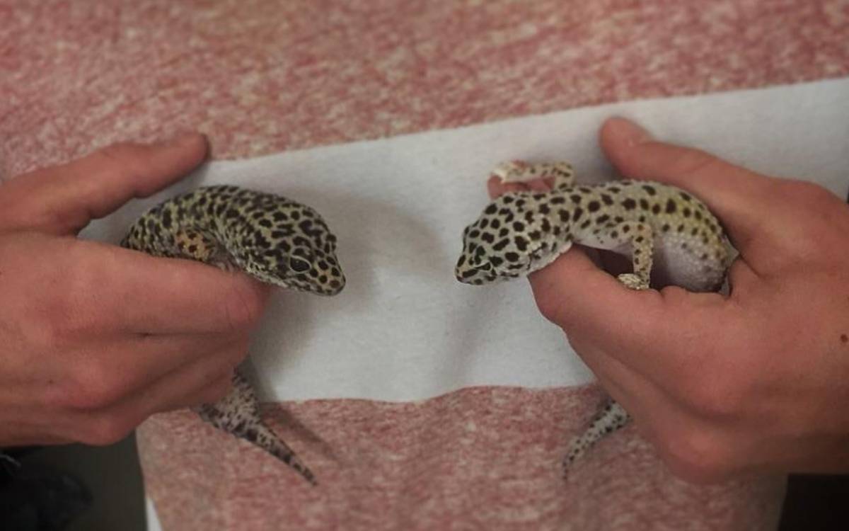 Can Two Female Leopard Geckos Be Kept Together? Reptile Maniac