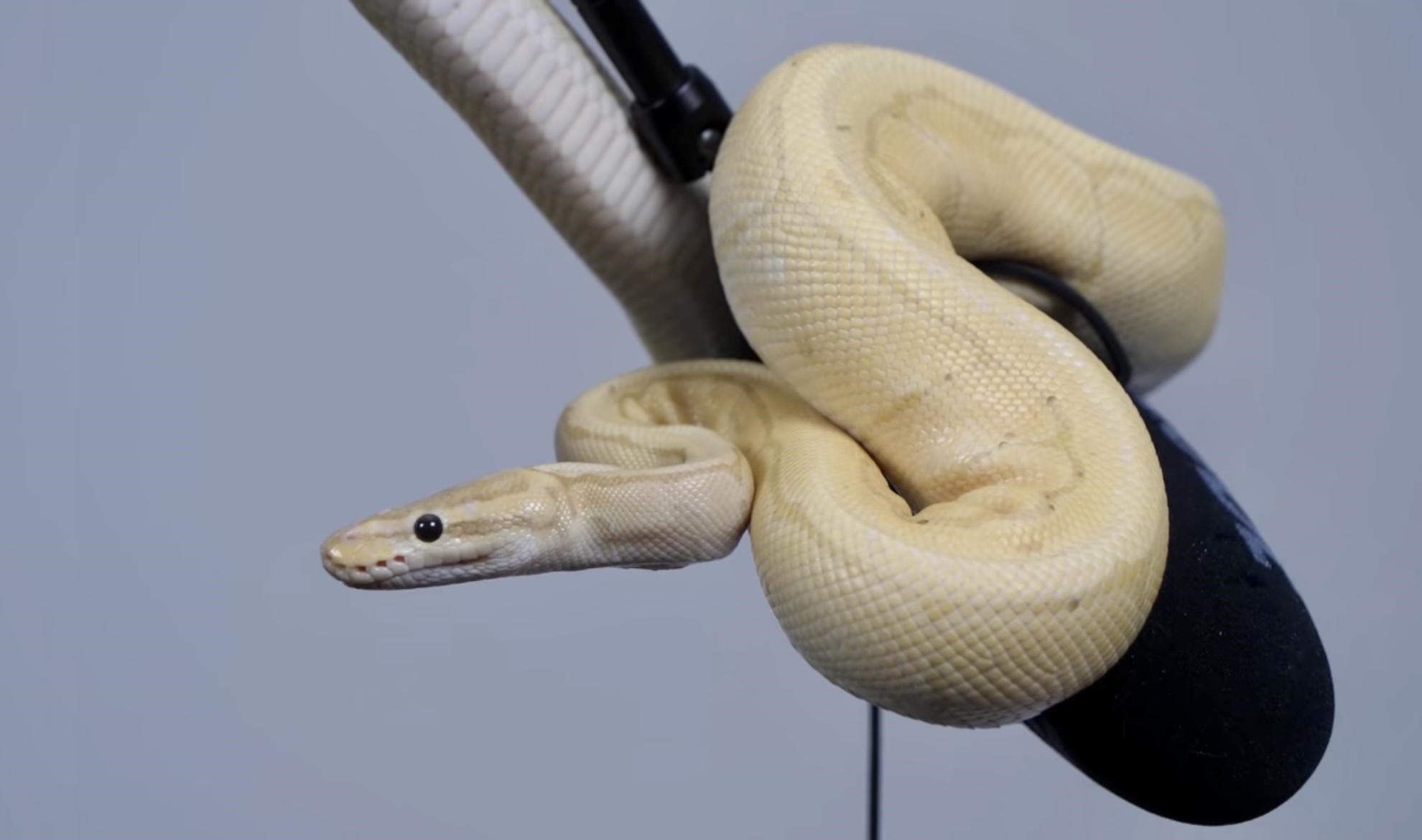 The Ideal Ball Python Humidity Levels (Humidity + Temp Guide) Reptile