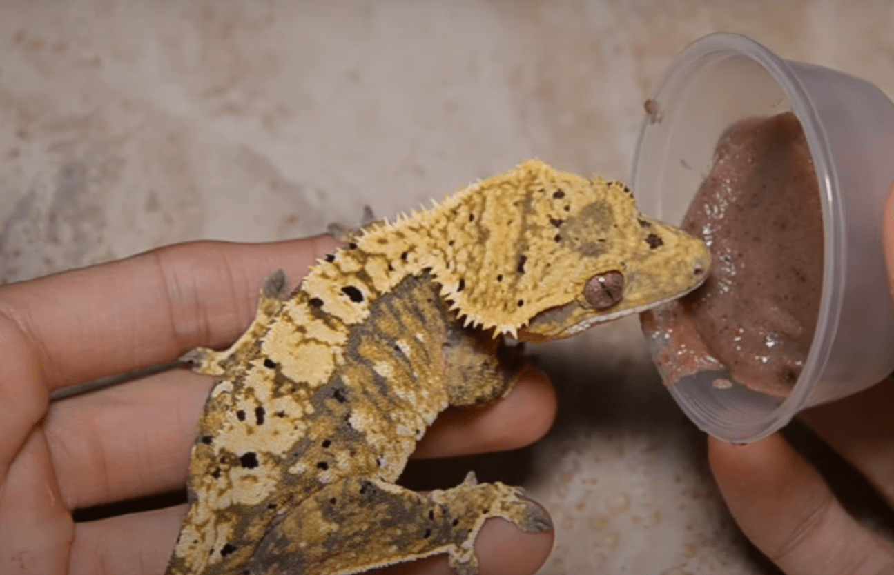 Top 5 Best Crested Gecko Food [June 2024 Review] ReptileProfy