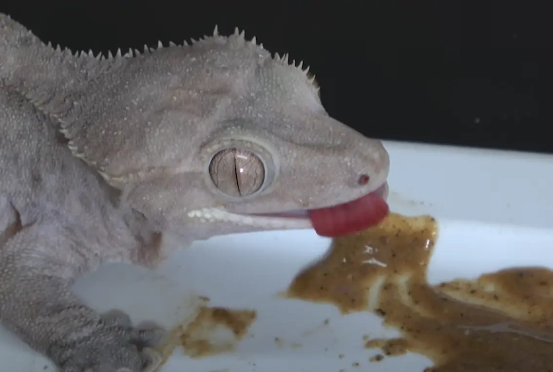 Top 5 Best Crested Gecko Food [June 2024 Review] ReptileProfy