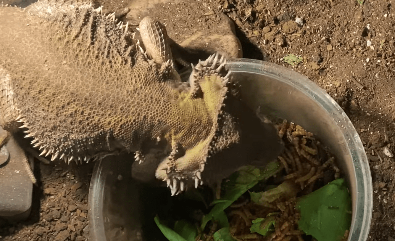 Top 5 Best Crested Gecko Food [June 2024 Review] ReptileProfy