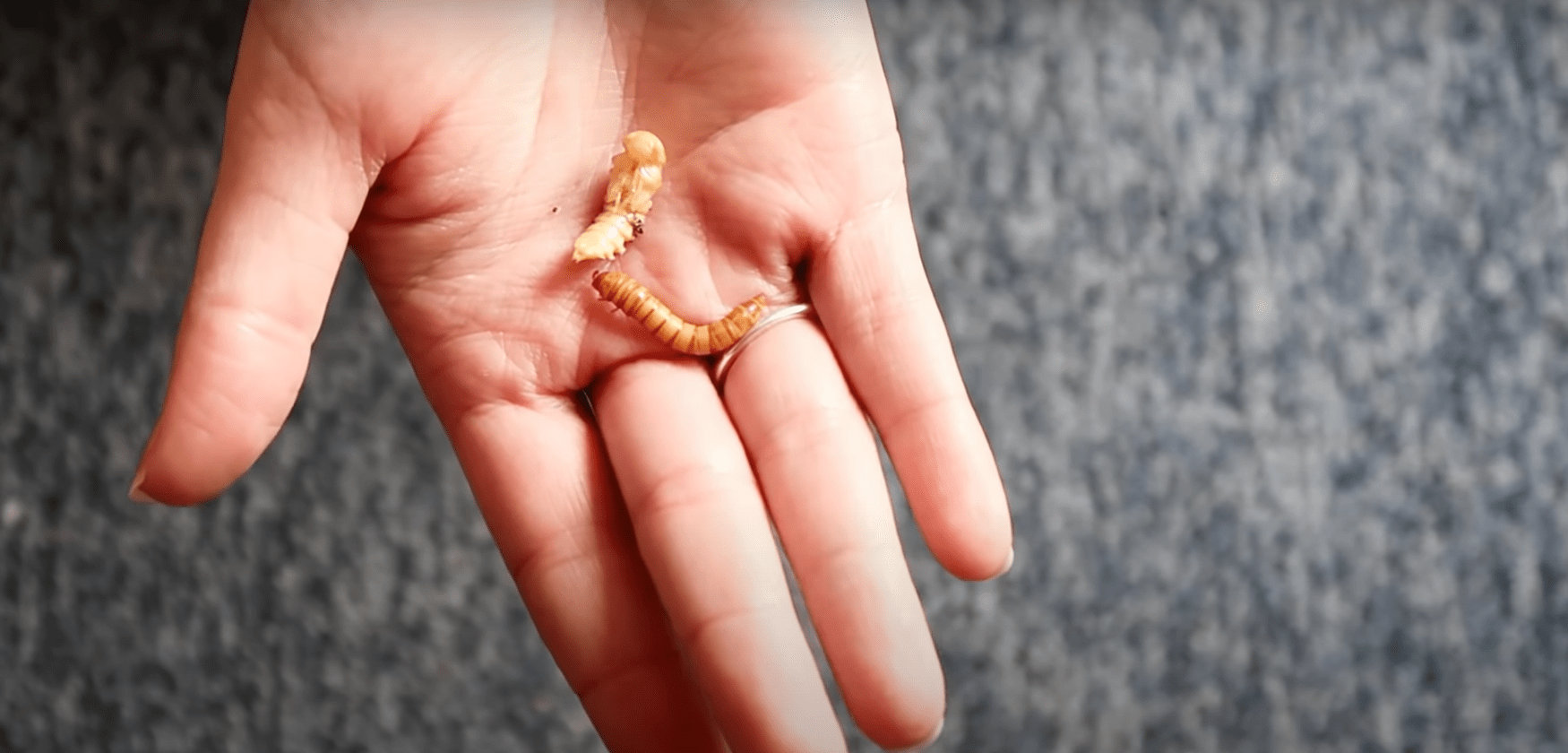 Top 5 Best Food for Leopard Gecko [April 2023 Review] ReptileProfy