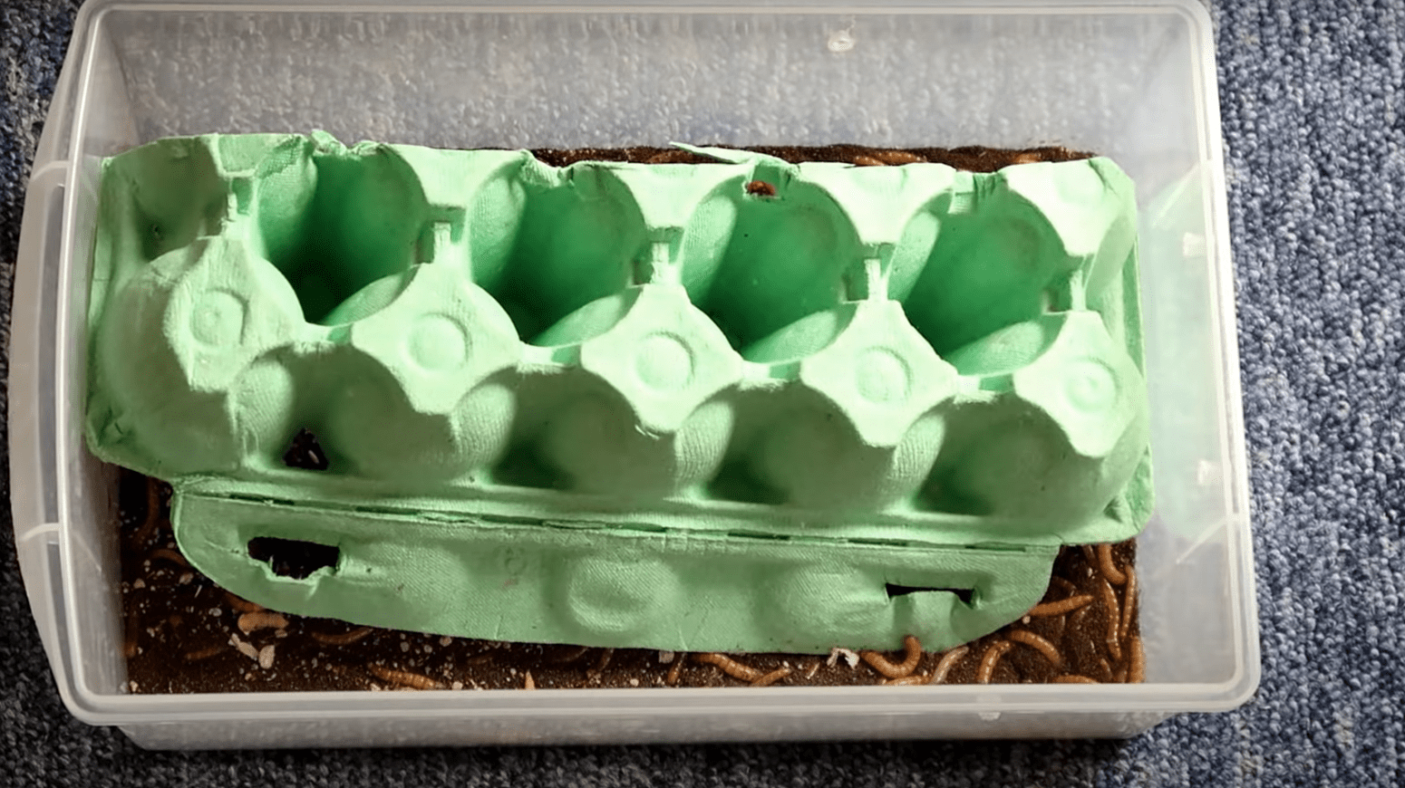 Top 5 Best Food for Leopard Gecko [April 2023 Review] ReptileProfy