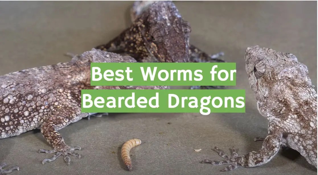 Top 5 Best Worms for Bearded Dragons [August 2024 Review] ReptileProfy