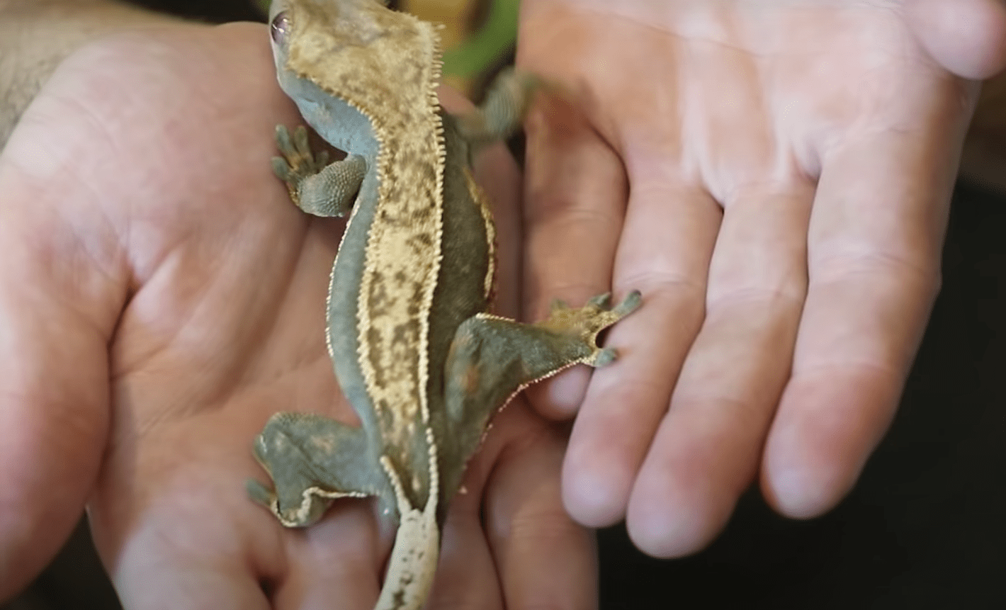 Top 5 Best Bedding Substrates for Crested Geckos [May 2024 Review