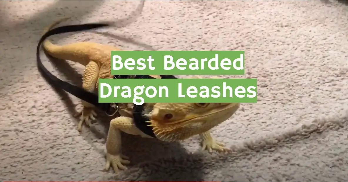Top 5 Best Bearded Dragon Leashes [2022 Review] ReptileProfy