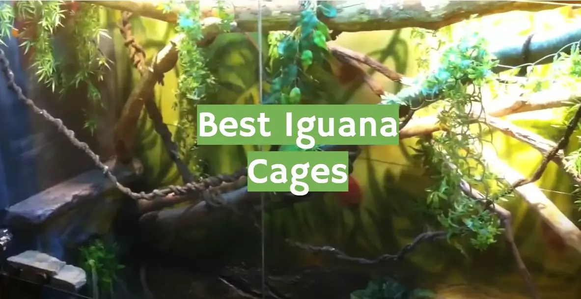 Top 5 Best Iguana Cages [February 2024 Review] ReptileProfy
