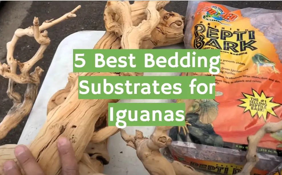Top 5 Best Bedding Substrates for Iguanas [May 2023 Review] ReptileProfy
