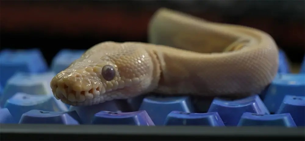 Ball Python vs. Corn Snake Comparison ReptileProfy