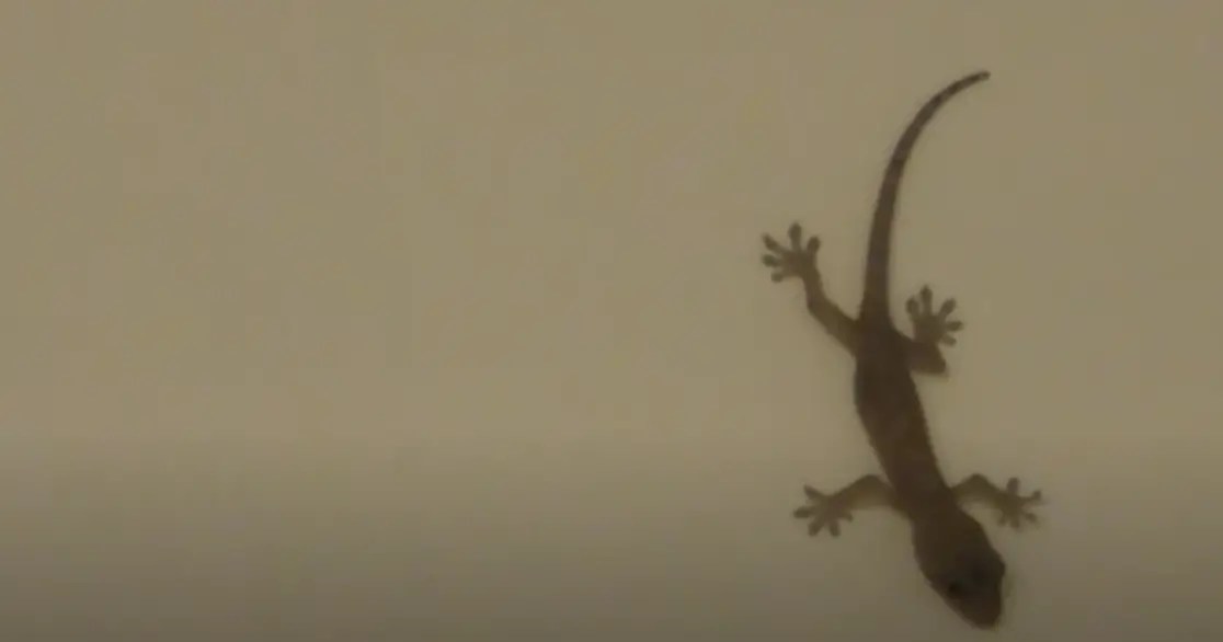 What Lizards Change Colors? ReptileProfy