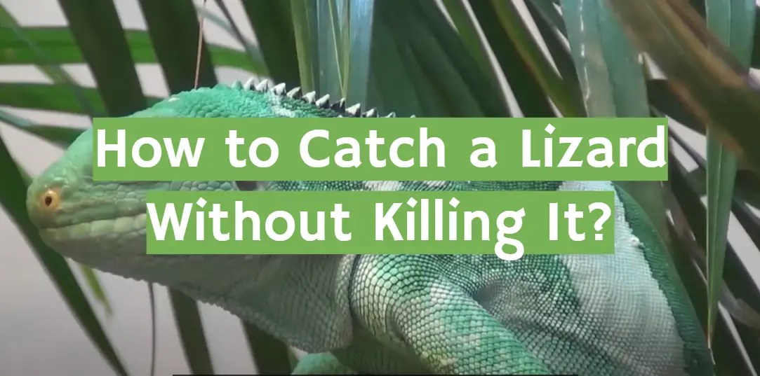 How to Catch a Lizard Without Killing It? ReptileProfy