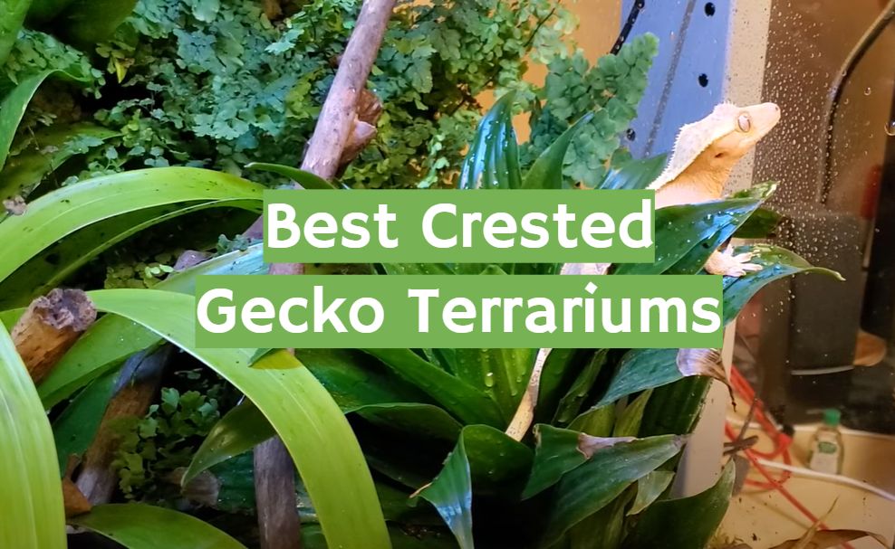 Articles About Crested Geckos Guides and Reviews ReptileProfy