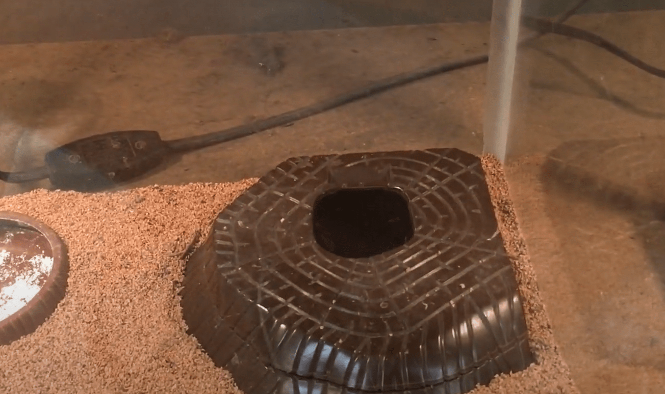 Top 5 Best Moss for Leopard Gecko in June 2023 ReptileProfy
