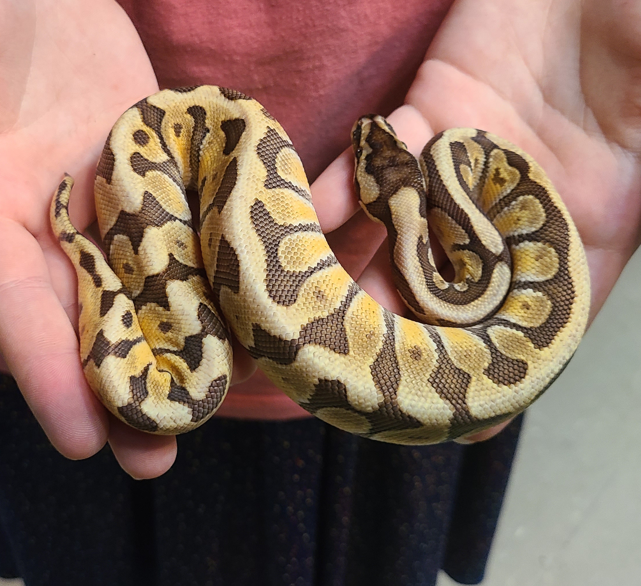 z OUT OF STOCK BALL PYTHON PASTEL MOJAVE WOMA Het. CANDY H
