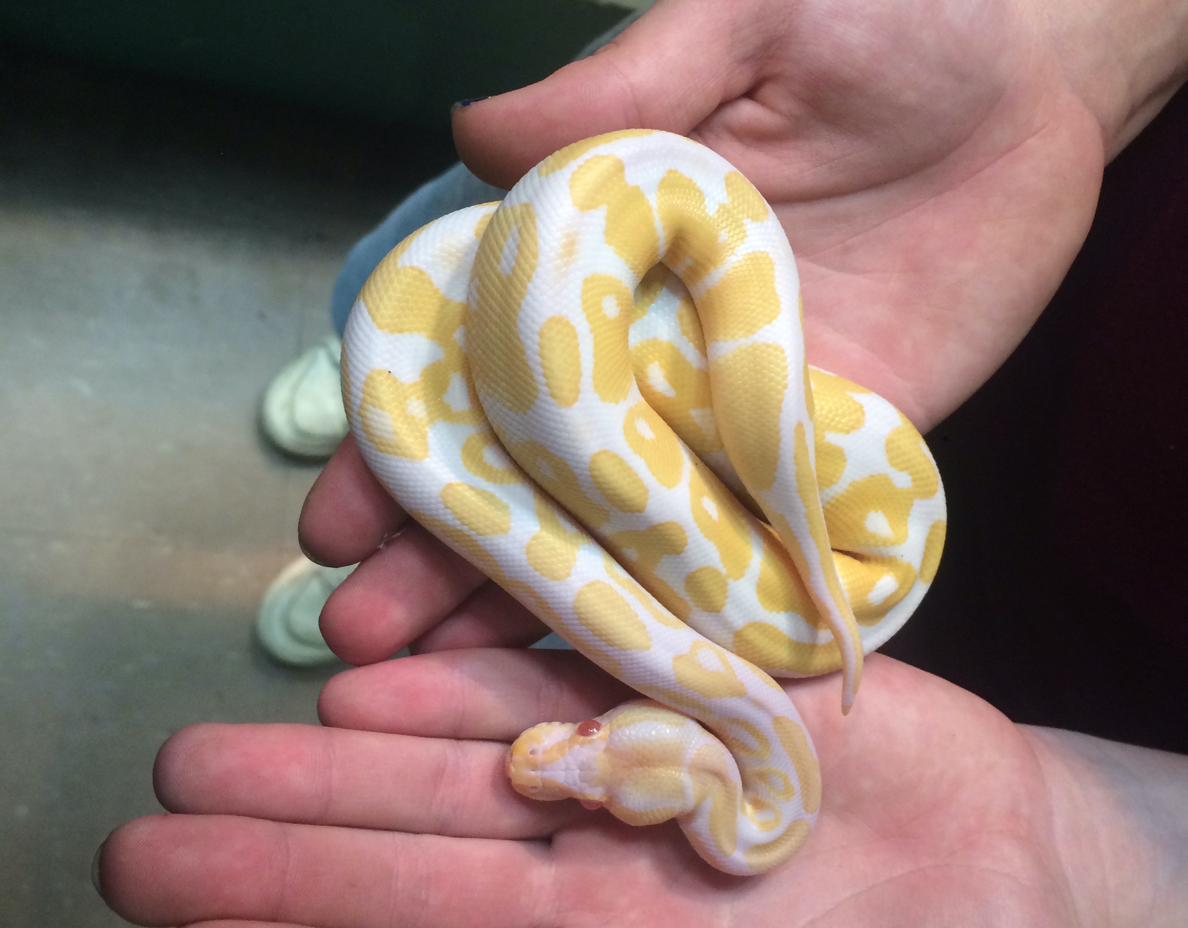 zOUT OF STOCKz ALBINO BALL PYTHON CB MALE 1, Python reg