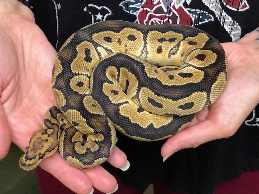 z OUT OF STOCK CLOWN BALL PYTHON Python regius , 2018 MALE