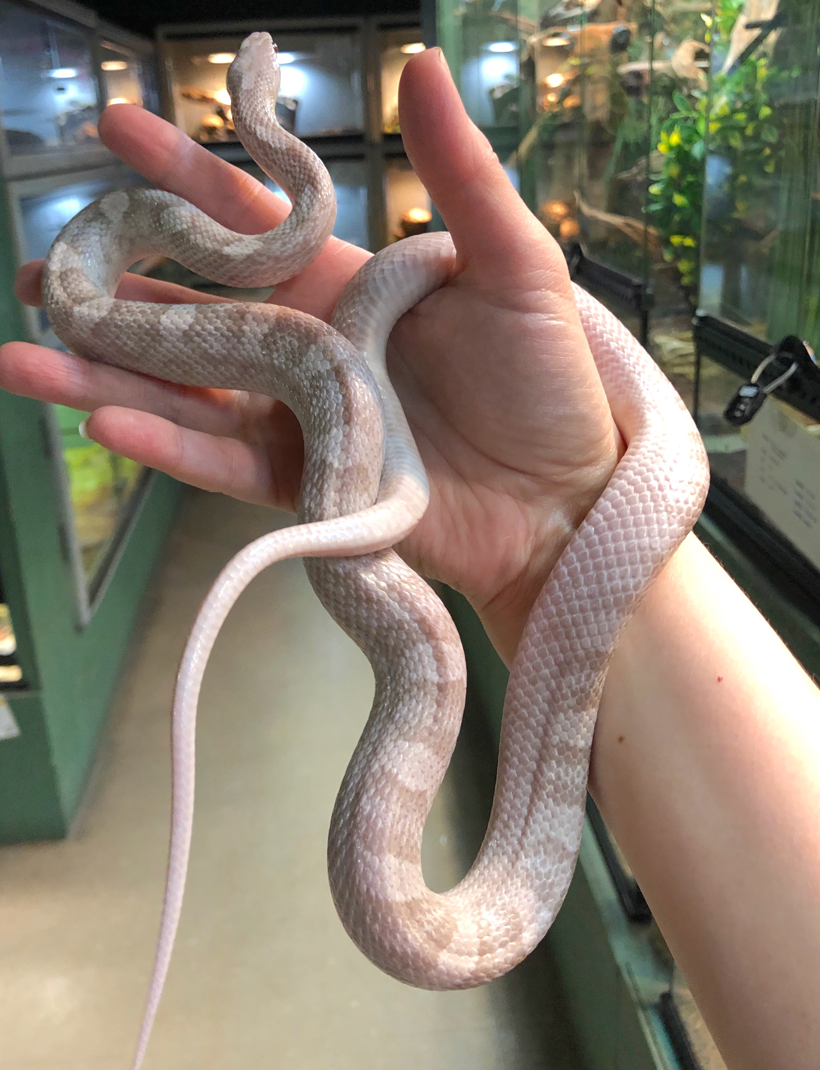 Zout Of Stockz - Corn Snake - Hypo Lavender, Het Carmel Bloo
