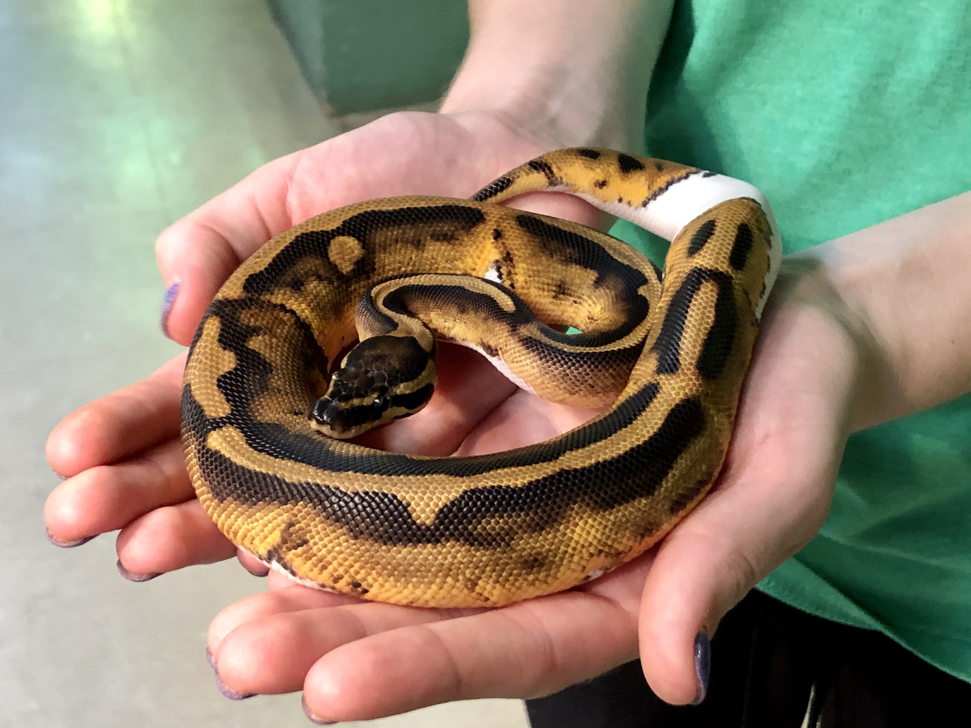 z OUT OF STOCK PIED BALL PYTHON CB 2020 LOW WHITE FEMALE