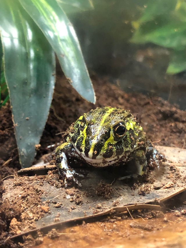 z ALREADY ADOPTED SOUTH AFRICAN GIANT PIXIE FROG Pyxicep