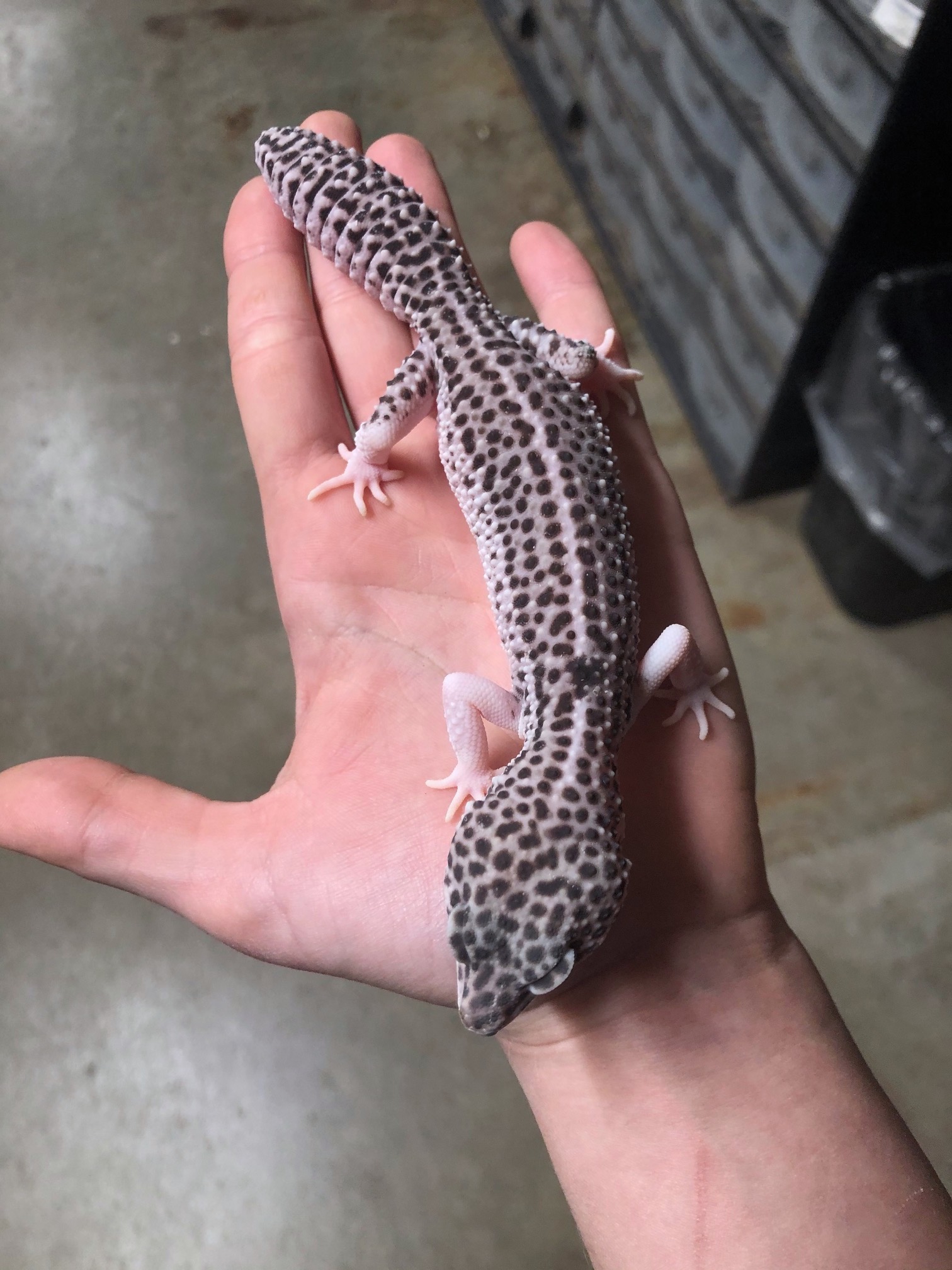 z OUT OF STOCK LEOPARD GECKO SUPER SNOW CB baby