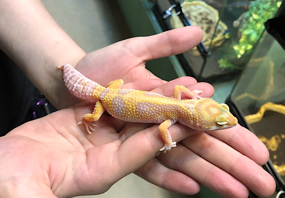 LEOPARD GECKO TREMPER ALBINO, CB (Eublepharis macularius)