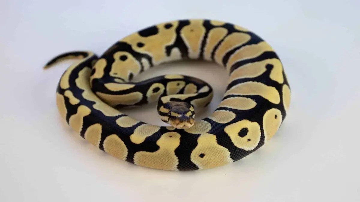 The Best Pet Snakes for Beginners!