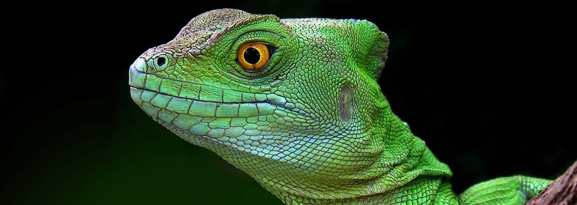 slider-reptiles-online-2