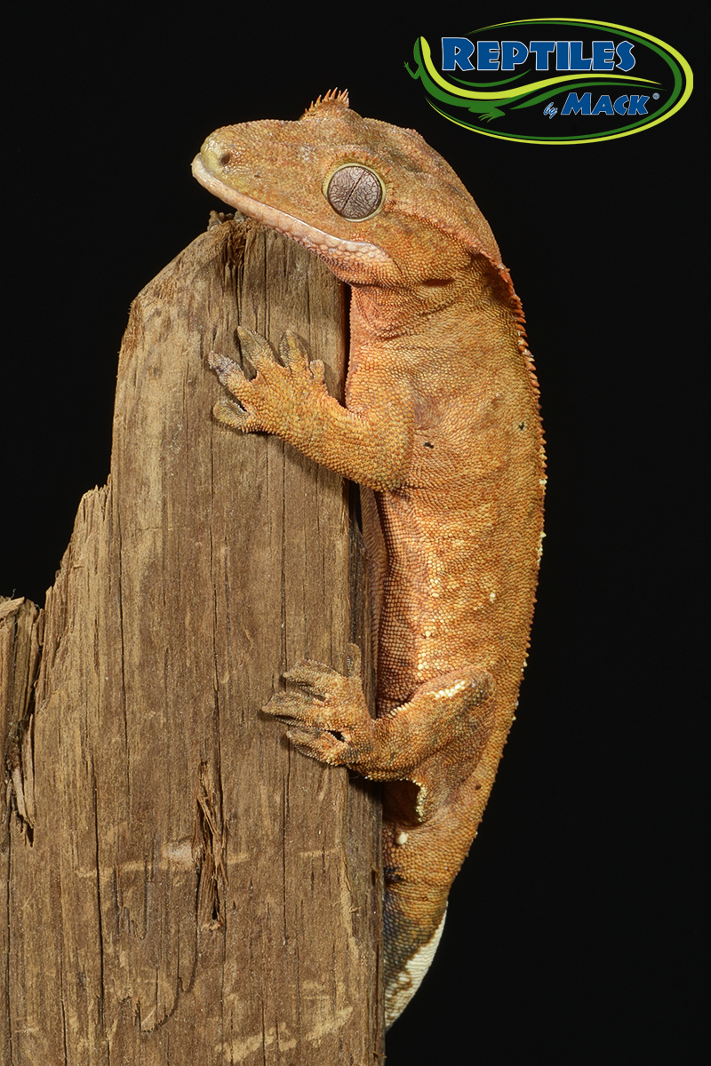 Crested Gecko Care Sheet Reptiles by Mack