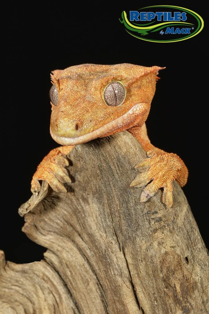 Crested Gecko Care Sheet Reptiles by Mack