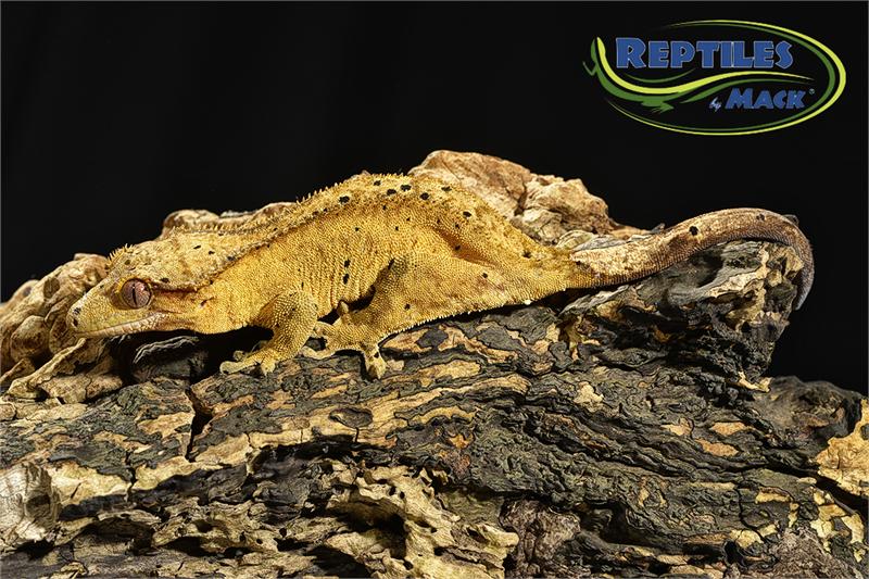 Crested Gecko Care Sheet Reptiles by Mack