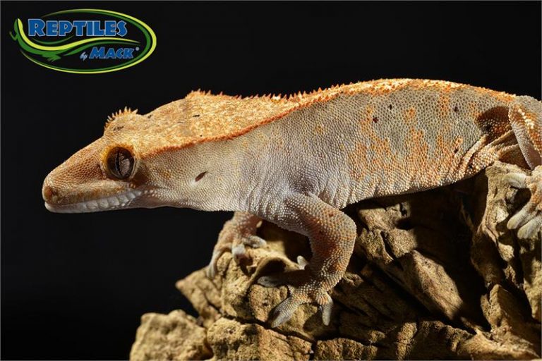 Crested Gecko Care Sheet Reptiles by Mack