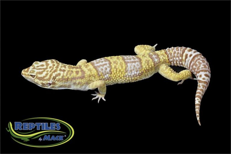 Leopard Gecko Care Sheet Reptiles by Mack