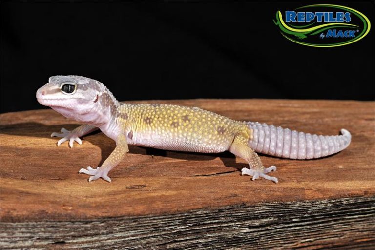 Leopard Gecko Care Sheet Reptiles by Mack