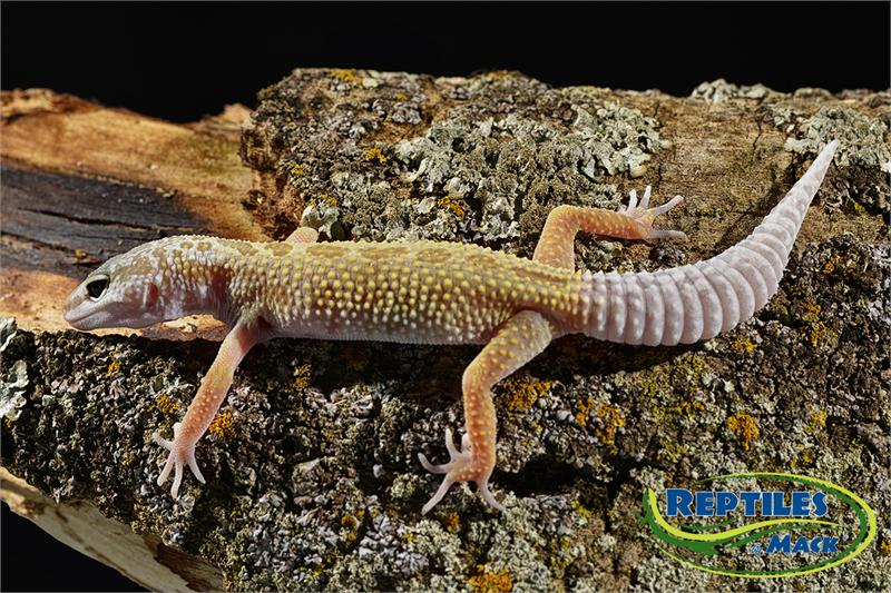Leopard Gecko Care Sheet Reptiles by Mack