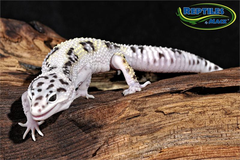 Leopard Gecko Care Sheet Reptiles by Mack