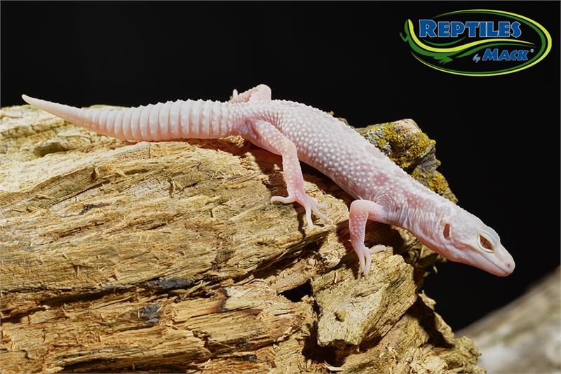 Leopard Gecko Care Sheet – Reptiles By Mack