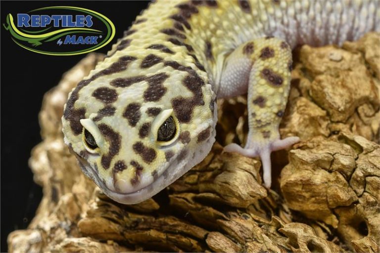 Leopard Gecko Care Sheet Reptiles by Mack