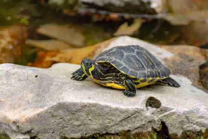 Are YellowBellied Slider Turtles Good Pets? Reptile Scout