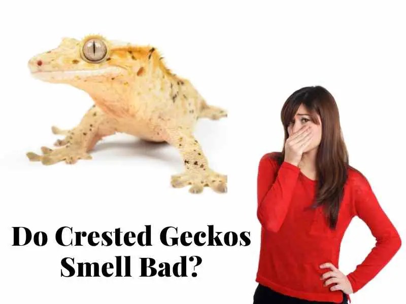 Do Crested Geckos Smell Bad? Potential Odors & How to Prevent