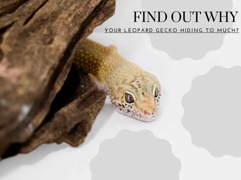 Why Is My New Or Older Leopard Gecko Hiding All The Time? Reptile Scout