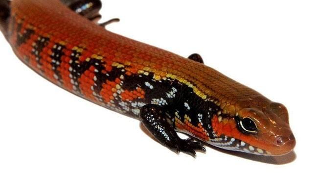 Guide To Proper African Fire Skink Safekeeping | Reptiles' Cove