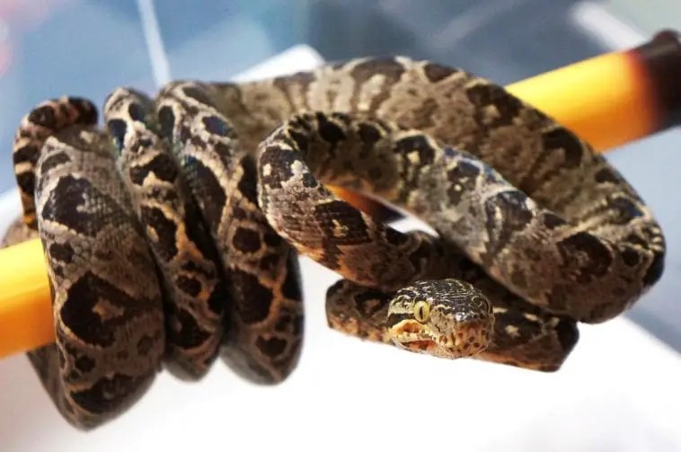 Amazon Tree Boa Care Sheet Reptiles' Cove