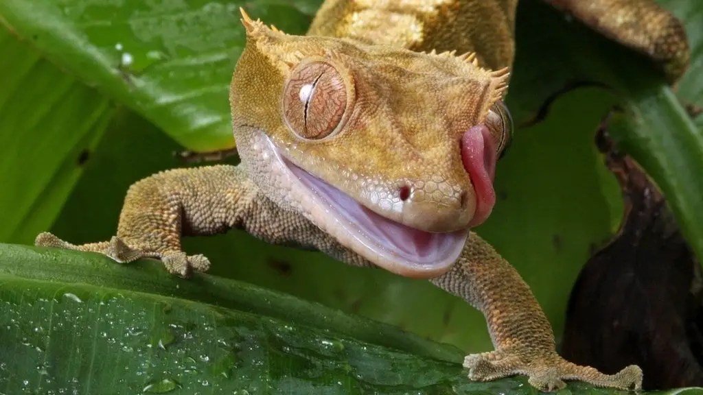 Crested Gecko Care Sheet Reptiles' Cove