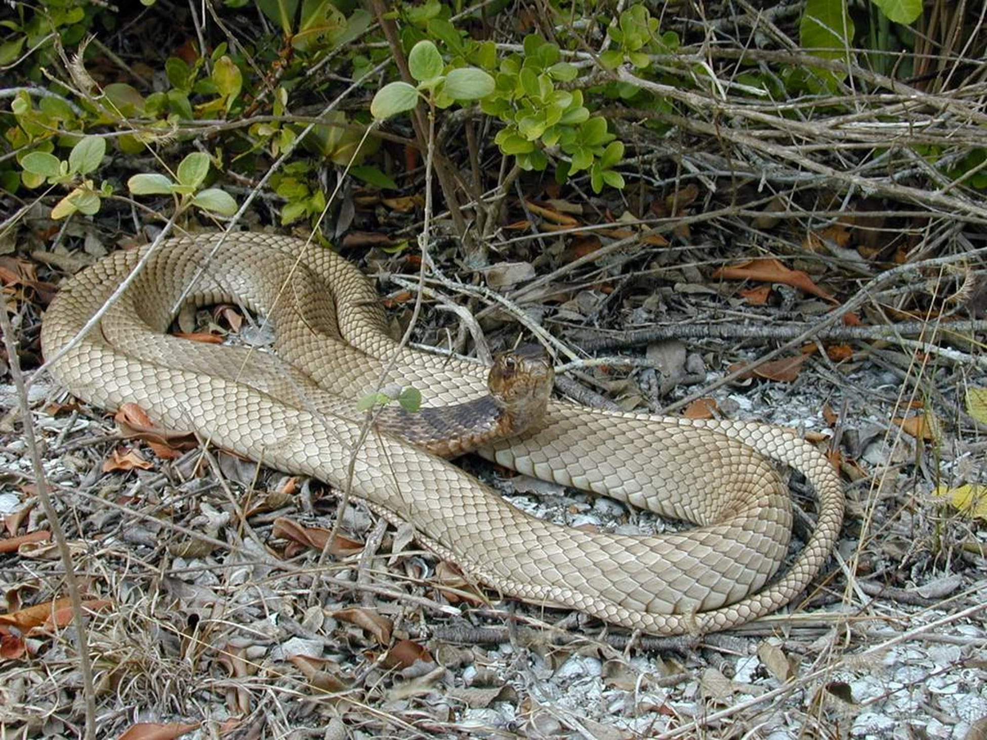 Eastern Coachwhip Care Sheet Reptiles' Cove