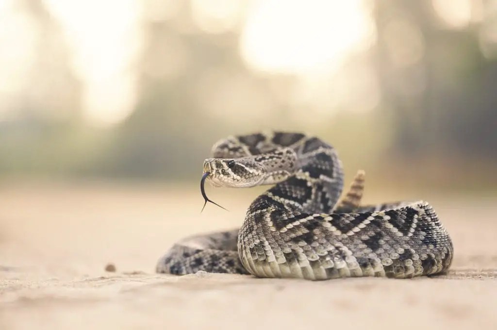Eastern Diamondback Rattlesnake Care Sheet Reptiles' Cove