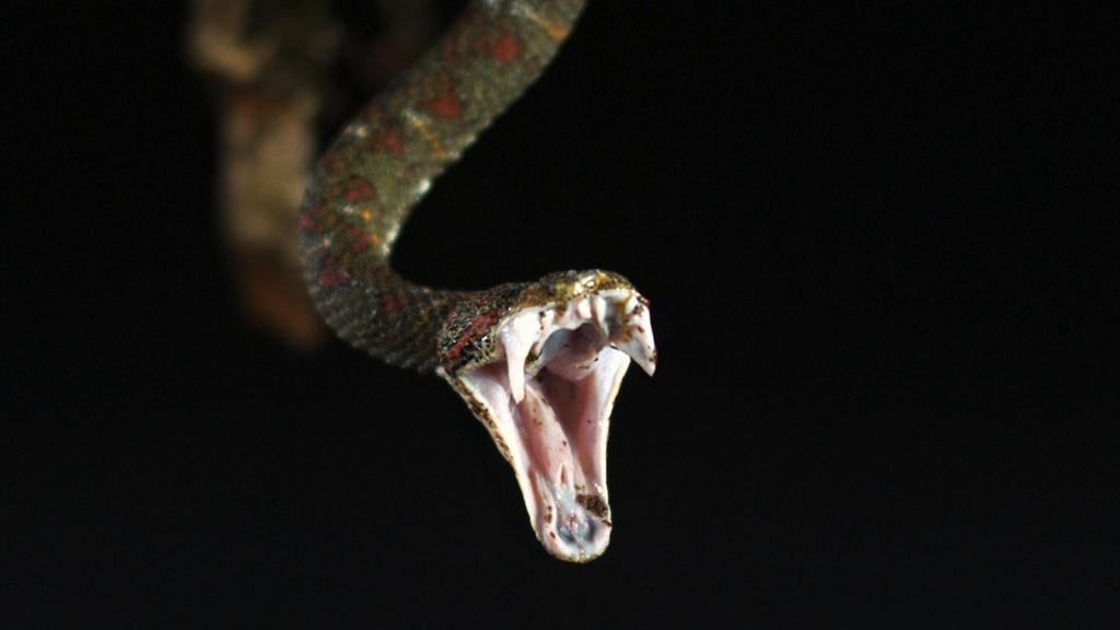 Vipers, Elapids, and Colubrids Wild Fang Facts Reptiles' Cove