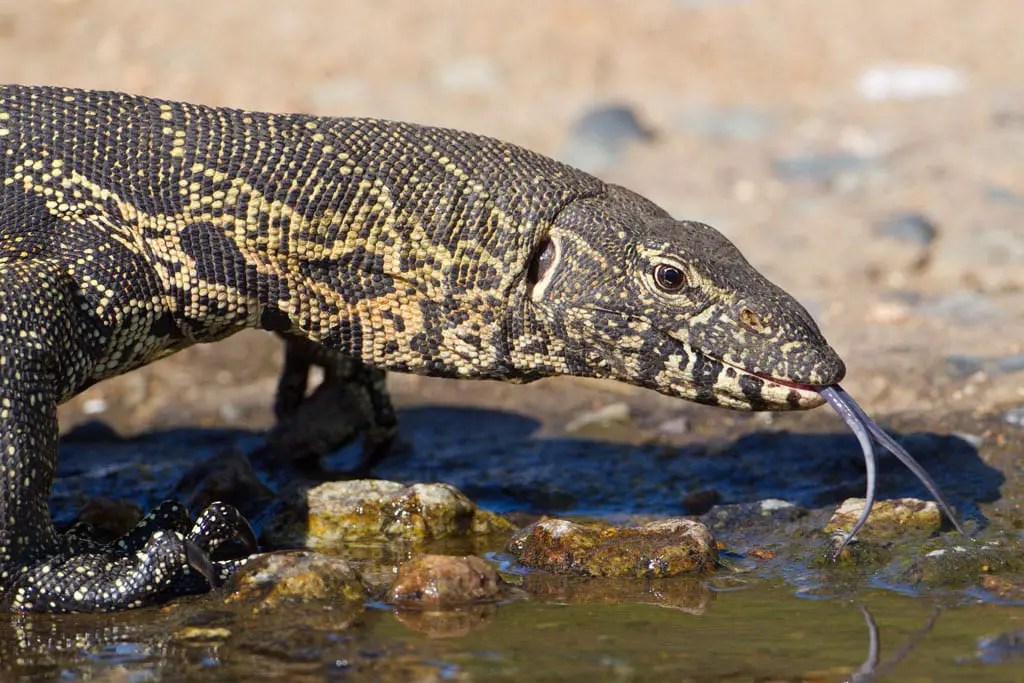 Professional Care For These Five Most Intelligent Monitor Lizards | Reptiles' Cove